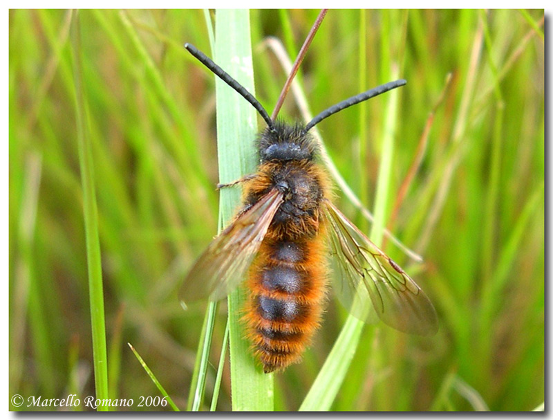 Dasyscolia ciliata (Hymenoptera, Scoliidae)